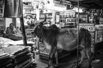 Une image monochrome d’une vache sur un marché indien.