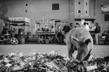 Un cochon indécis mangeant des ordures sur une photo en noir et blanc.