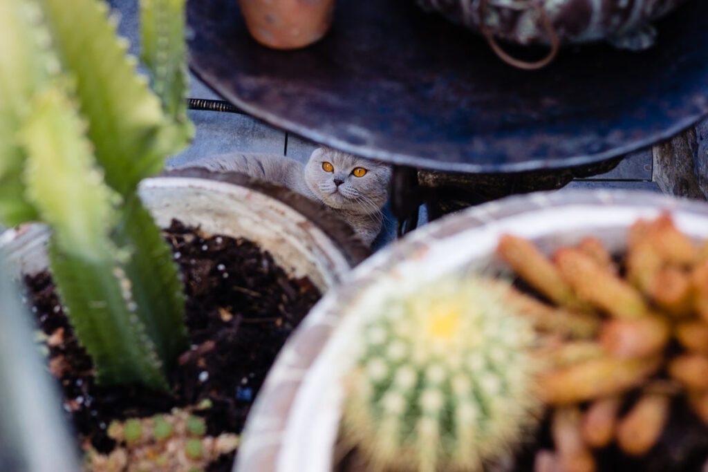 Un chat se cache sous les tables de cactus.