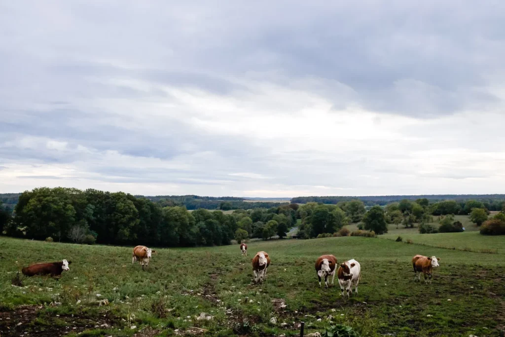 Vaches paissant dans un champ sous un ciel nuageux.